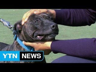 "반려견 교육은 선택이 아닌 필수"...보호자도 받아야 / YTN