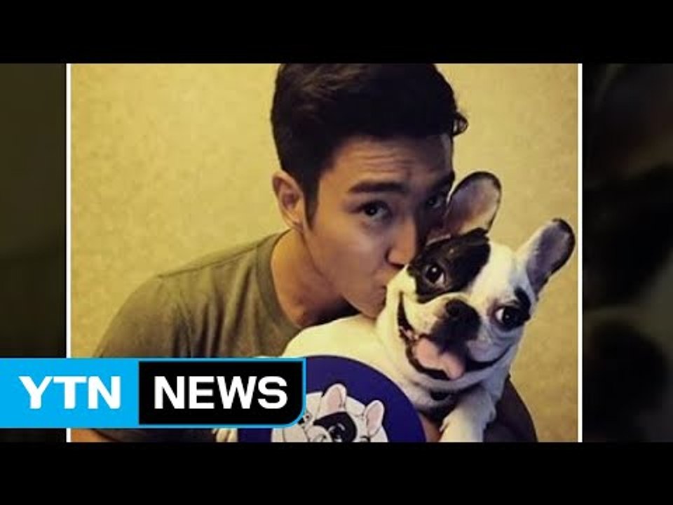 최시원 '불독' 안락사 논쟁...주인 책임은 어디까지? / YTN
