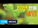 [자막뉴스] 희귀 식물 '물석송' 80년 만에 발견  / YTN