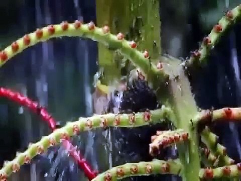 Ants Documentary Channel Natures Power Nature