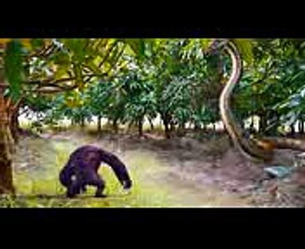 Phim Siêu Nhân NGƯỜI NHỆN vs SIÊU NHÂN GAO & CÔNG CHÚA ELSA Săn Rắn Khổng Lồ (1)