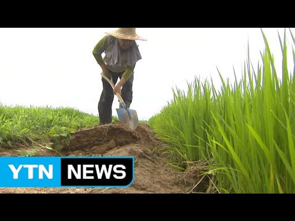 장맛비에 침수된 농작물...2차 피해 막으려면? / YTN (Yes! Top News)