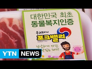 '스트레스 없는' 돼지고기 맛은 어떨까요? / YTN (Yes! Top News)