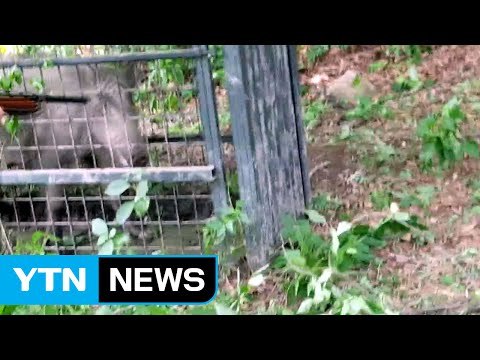 서울 주택가에 180㎏ 멧돼지 출몰해 사살 / YTN (Yes! Top News)
