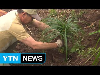 외래 식물에 바다제비 수백 마리 폐사  / YTN (Yes! Top News)