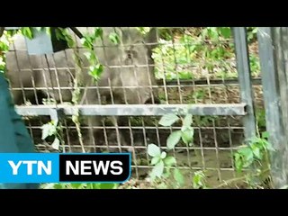 "멧돼지가 나타났다"...서울 도심에 180kg 멧돼지 출몰 / YTN (Yes! Top News)