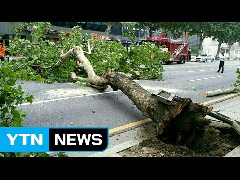 대구 도심 가로수 쓰러져 출근길 정체 / YTN (Yes! Top News)