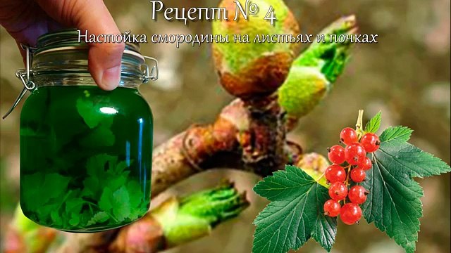 Целебные свойства красной смородины 29 народных рецептов лечения красной смородиной, рецепты настое