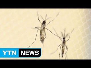 미국 텍사스 주에서 소두증 신생아 출생 / YTN (Yes! Top News)