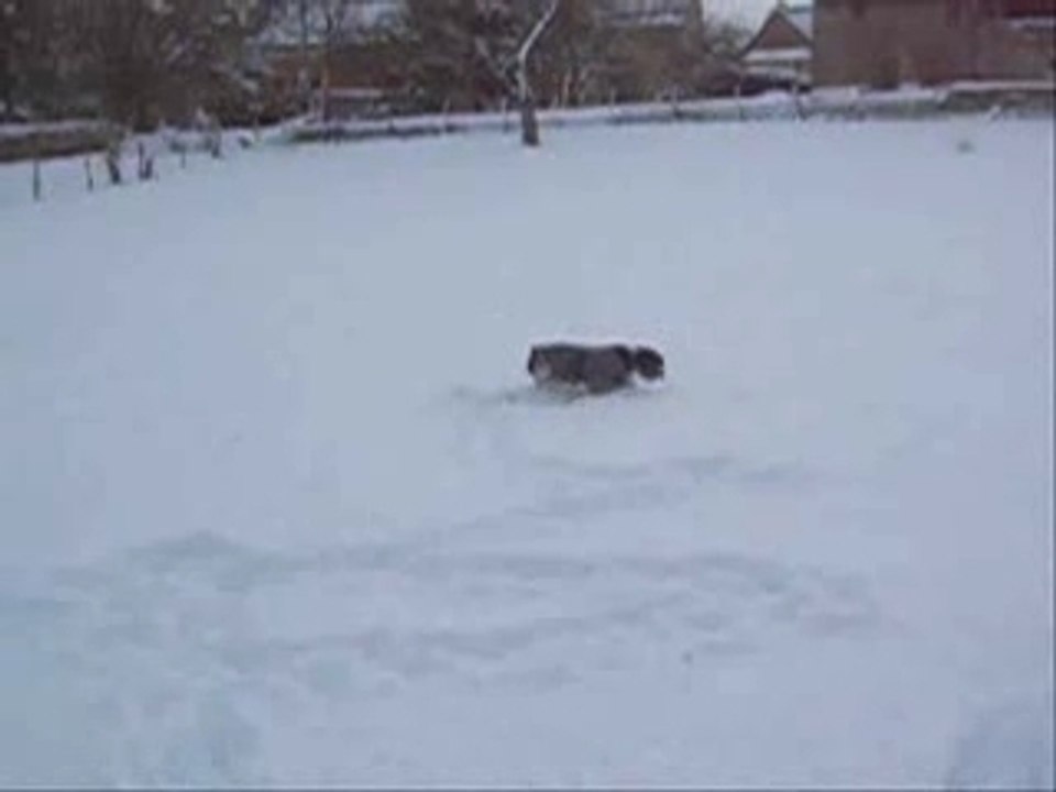 chevaux et fien à la neige