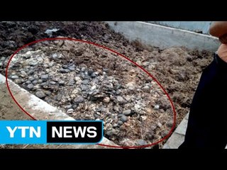 KTX 소음·진동으로 자라 집단 폐사...배상 결정 / YTN (Yes! Top News)