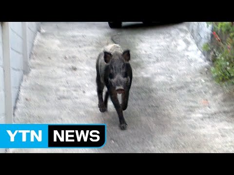 눈앞에 멧돼지...자극하지 않는 게 최우선 / YTN (Yes! Top News)