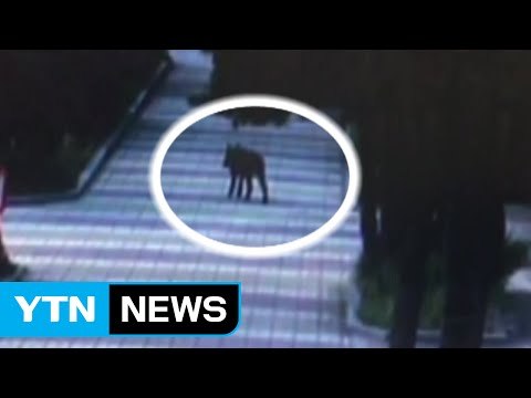 도심 고등학교에서 배회하던 멧돼지 사살 / YTN (Yes! Top News)