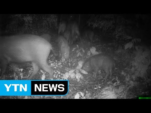 [단독] 서울 민가 인근 또 멧돼지 출몰...이번엔 무려 10마리 / YTN (Yes! Top News)