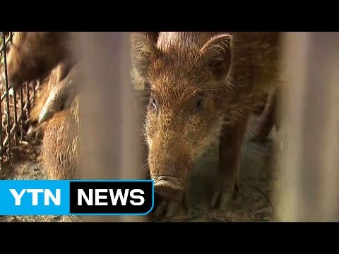서울 도심 인근에서 또 멧돼지 3마리 잡혀 / YTN (Yes! Top News)