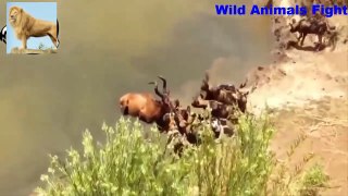 하이에나 대 야생 개 야생 동물 싸움 아프리카 야생 개는 사슴 대 멧돼지 대 하이에나를 공격