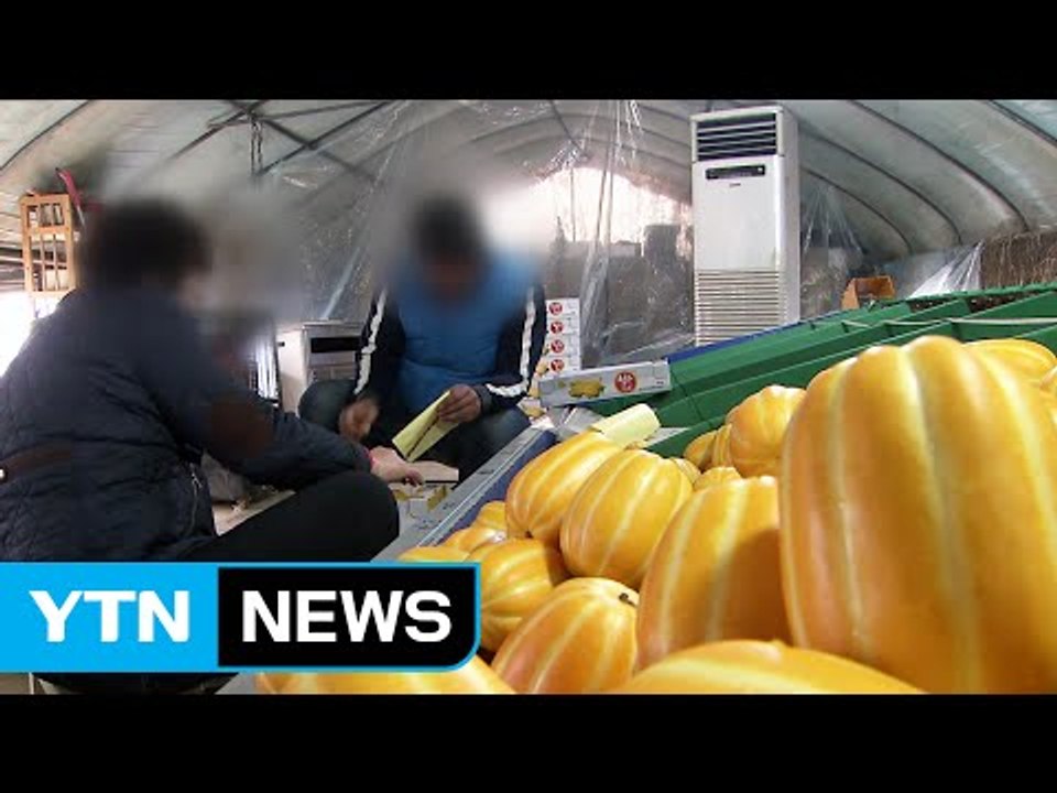 억울한 성주 참외...악의적 '사드괴담' 확산 / YTN (Yes! Top News)