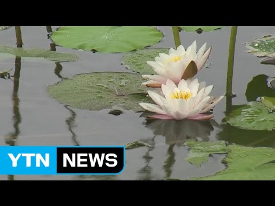 [날씨] 전국에 장맛비...남부 비 오늘 오후 그쳐 / YTN (Yes! Top News)