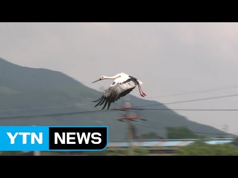[기업] LG상록재단, 천연기념물 황새 5마리 방사 / YTN (Yes! Top News)