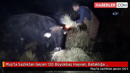 Muş'ta Sazlıktan Geçen 120 Büyükbaş Hayvan, Bataklığa Saplanıp Kaldı