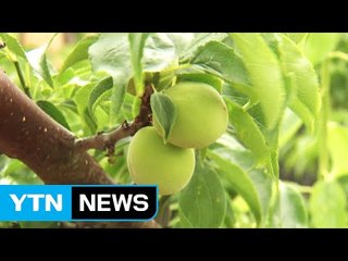 매실청  많이 먹으면 당류 과잉 섭취 우려 / YTN (Yes! Top News)