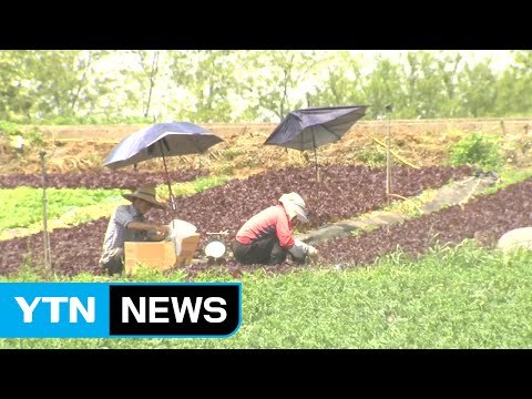전북 6일째 폭염 특보...비 안 오고 무더위 기승 / YTN (Yes! Top News)
