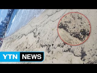 '부산 광안리 개미떼' 둘러싼 괴소문의 실체 / YTN (Yes! Top News)