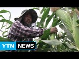 농민들, 불볕더위와 힘겨운 '사투' / YTN (Yes! Top News)