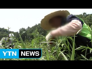 온열 질환 사망자 벌써 5명...지난해 2배 / YTN (Yes! Top News)