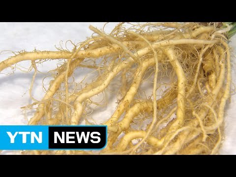 씀바귀 나물, 당뇨병 갈증완화 효과 / YTN (Yes! Top News)