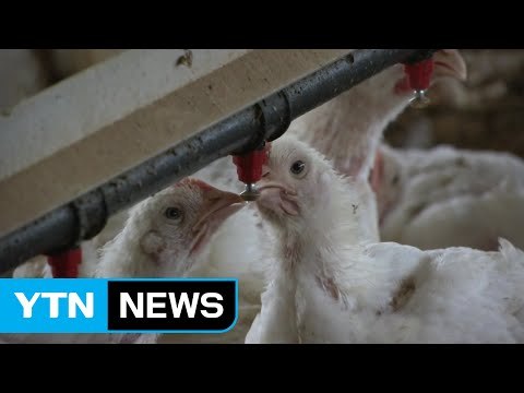 덥다 더워!...축산 농가·양식장도 비상 / YTN (Yes! Top News)
