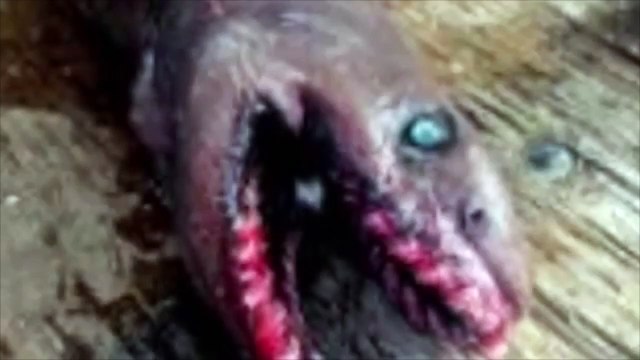 Un requin préhistorique avec plus de 300 dents découvert au Portugal