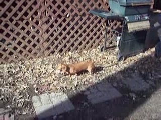 MonaVie Healthy Aging