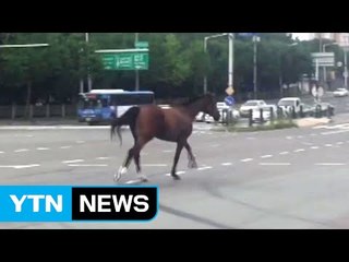 대구 도심에 말 출현...30분 만에 포획 / YTN (Yes! Top News)