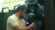 Male Gorilla Casually Swipes Left When Guy Shows Him Photos Of Female Gorillas