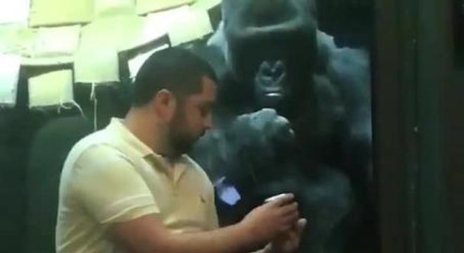 Male Gorilla Casually Swipes Left When Guy Shows Him Photos Of Female Gorillas