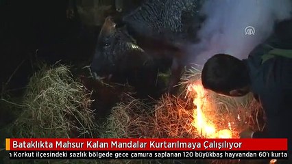 Bataklıkta Mahsur Kalan Mandalar Kurtarılmaya Çalışılıyor