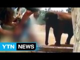 '동물원 갔다가 날벼락'...7살 소녀, 코끼리가 던진 돌멩이 맞아 숨져 / YTN (Yes! Top News)