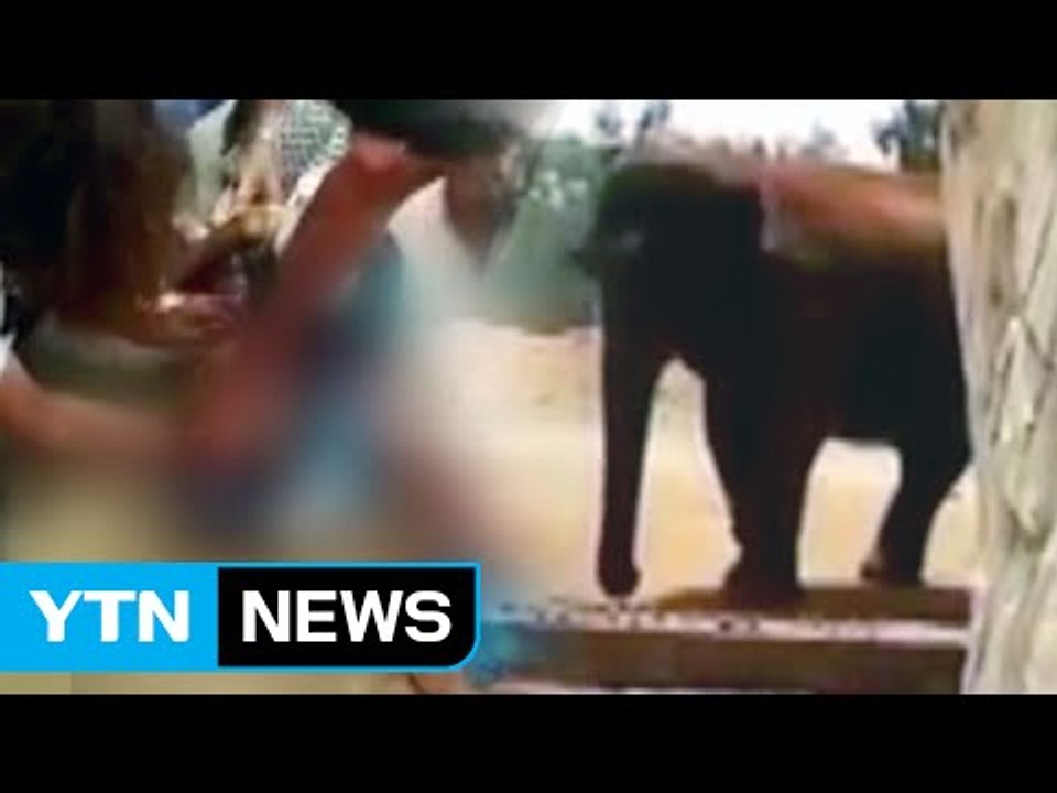 '동물원 갔다가 날벼락'...7살 소녀, 코끼리가 던진 돌멩이 맞아 숨져 / YTN...