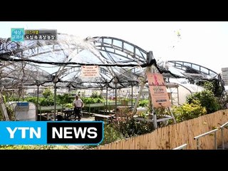 [세상교과서] 텔아비브를 푸르게 푸르게, 옥상 농장 / YTN (Yes! Top News)