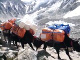 Yaks How strong? Yaks carrying Luggage At Everest Region
