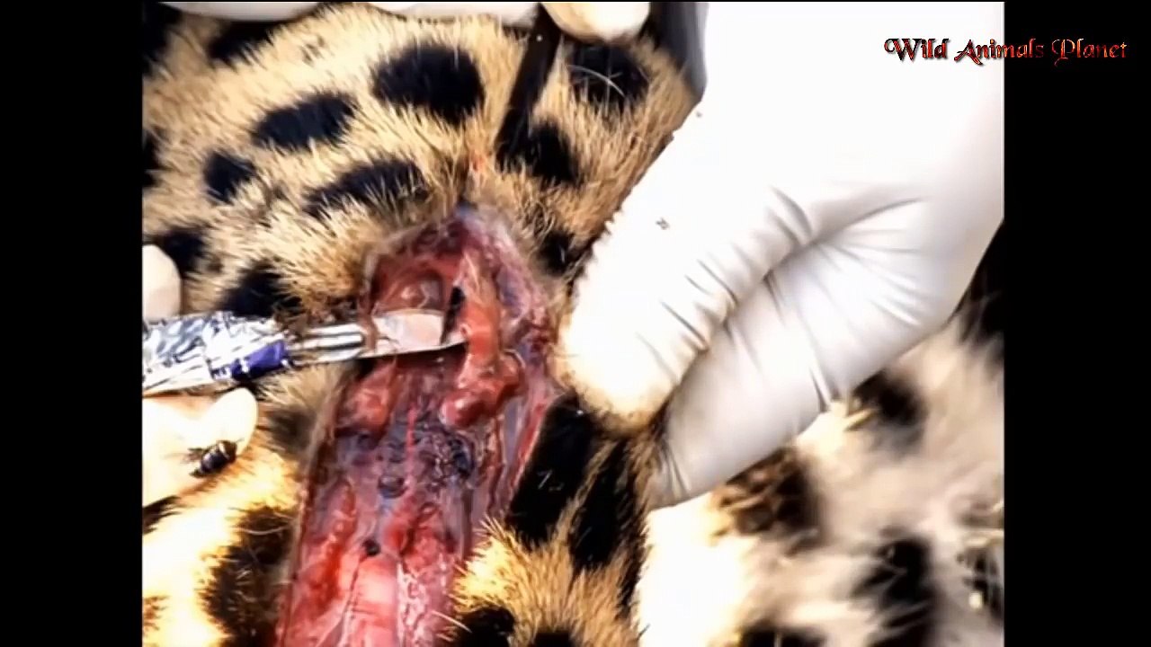 The Best Attacks Of Porcupine ►► 17 Lions, Leopard, Snake, Python, Anaconda, Bear, Dog