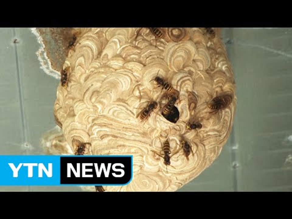 무더위에 말벌 비상...벌집과의 전쟁 / YTN (Yes! Top News)