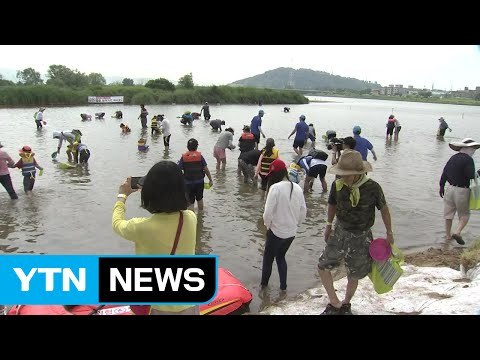 [울산] 울산 태화강에서 '돌아온 재첩' 체험 행사 열려 / YTN (Yes! Top News)