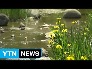 [날씨] 동해안 제외 전국이 찜통...소나기 주의 / YTN (Yes! Top News)