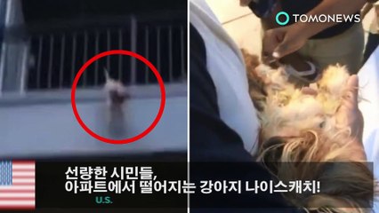 선량한 시민들, 아파트에서 떨어지는 강아지 나이스캐치!