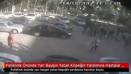 Poliklinik Önünde Yarı Baygın Yatan Köpeğin Yardımına Hastalar Koştu... O Anlar Kamerada