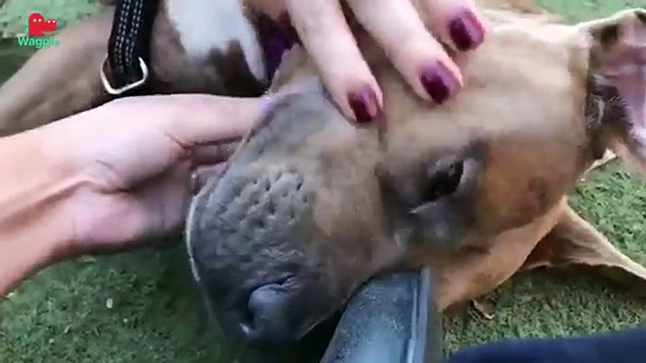 Adopt Juju // Pitty Mix // Adoptable Featurette