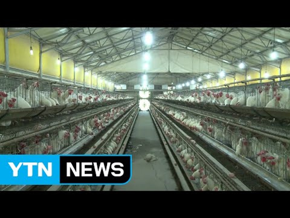 폭염에 쓰러지는 가축들...농가 깊은 시름 / YTN (Yes! Top News)