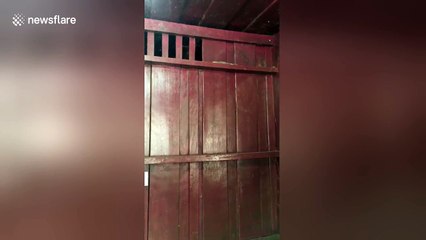 Angry lizard snaps and barks at girl who tried to scare it away with broom